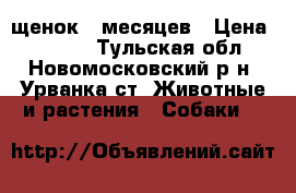 щенок 7 месяцев › Цена ­ 2 500 - Тульская обл., Новомосковский р-н, Урванка ст. Животные и растения » Собаки   